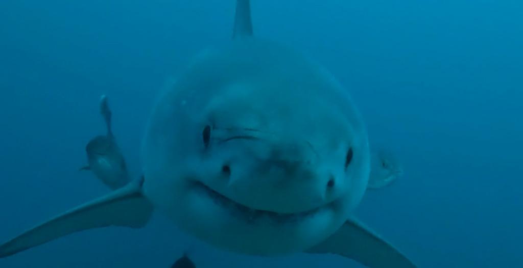 美国研究人员在阿拉巴马海岸发现大白鲨